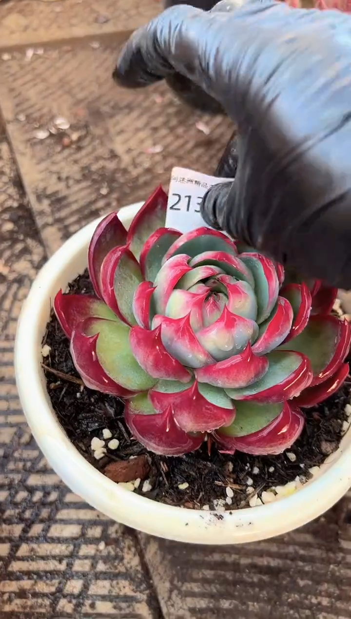 自**乐多肉植物一物一拍21376