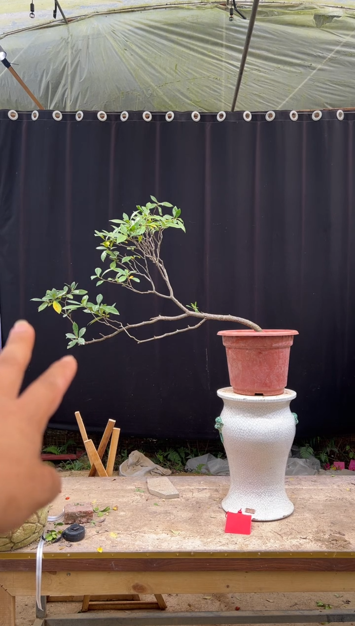 无花朵一**驰海岛栀子花