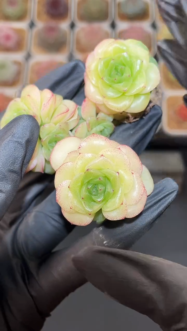 闪购3007 怜月群多肉一颗