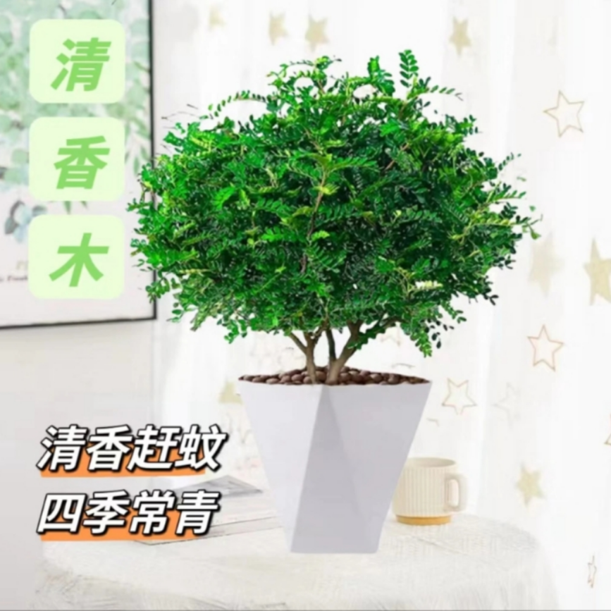 正宗清香木盆栽花卉室内外驱蚊草植物树苗老桩盆景清香木绿植
