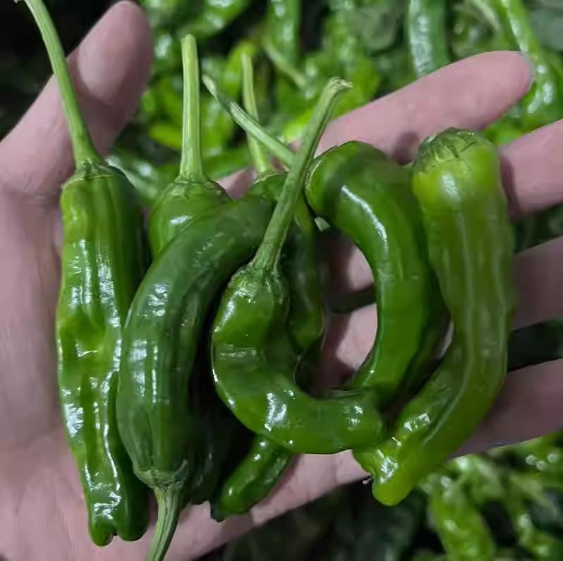 特辣辣椒新鲜青辣椒薄皮小皱皮子3-6厘米小果妞子新鲜辣椒现摘