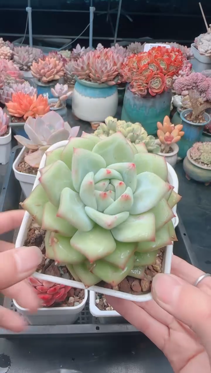 【闪购商品】5040绿体祖母绿