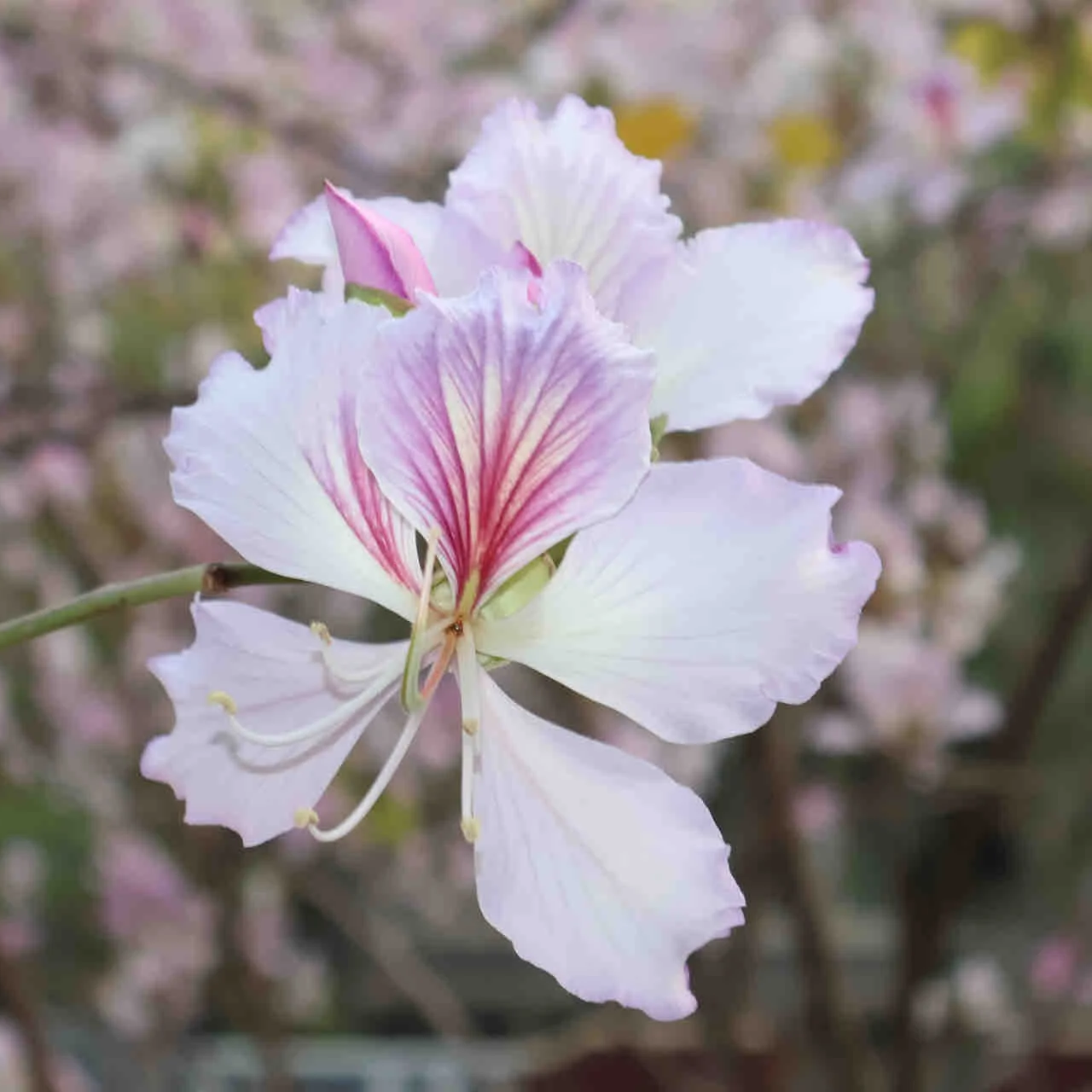 小众精油-玉荷花单方精油