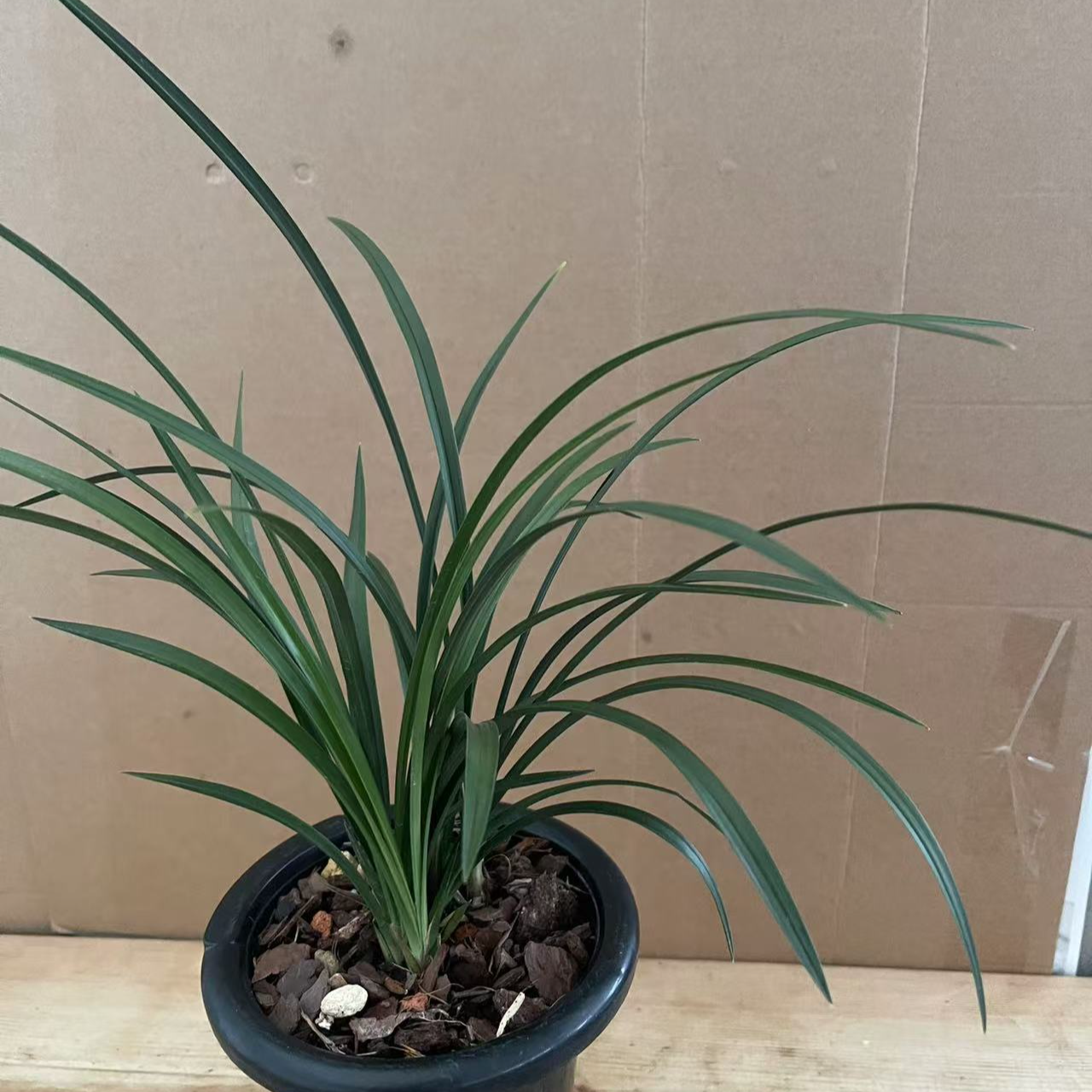 兰花雅集彬彬春蕙兰