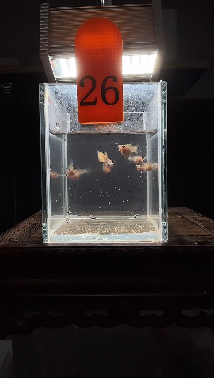 孔雀鱼粉猫短体孔雀鱼26
