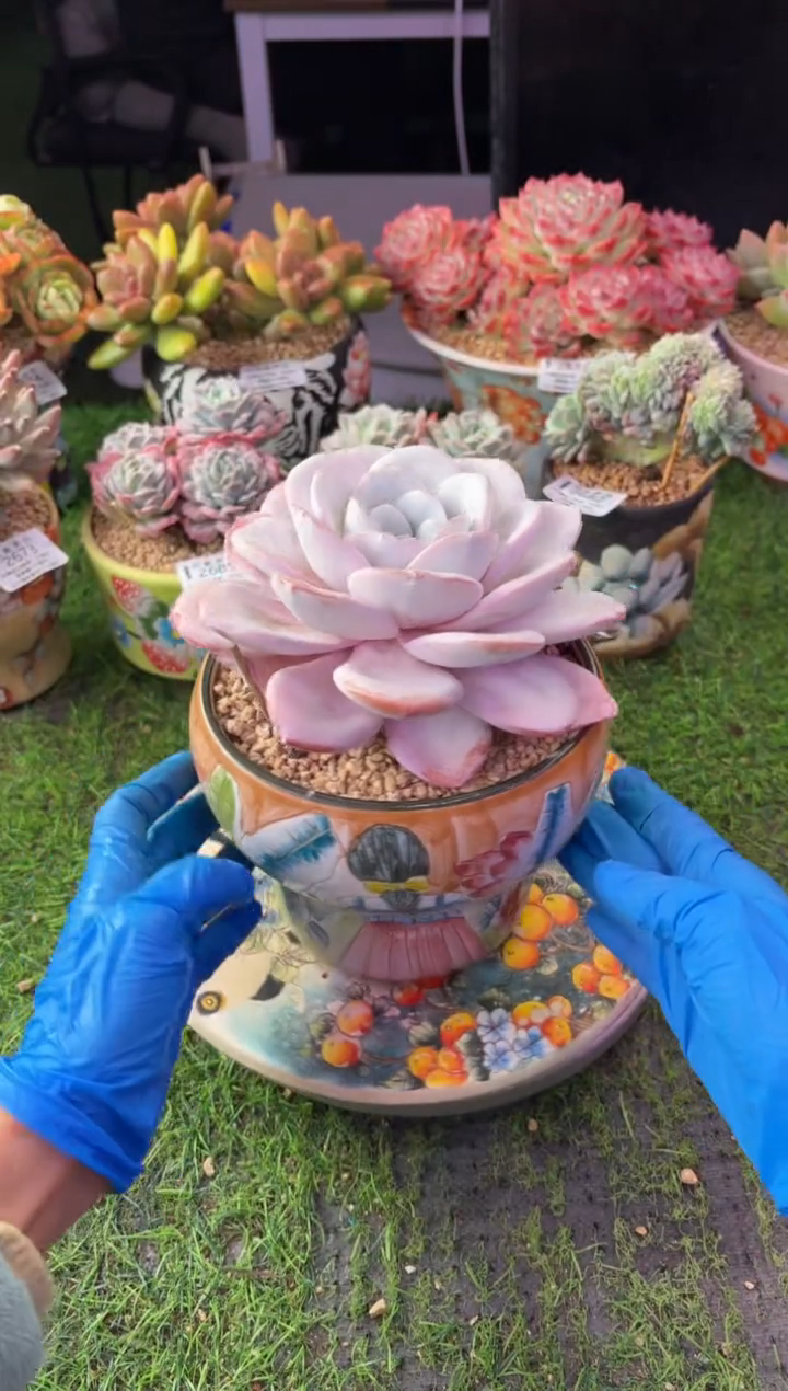 白*水昆明印象多肉2680的盆