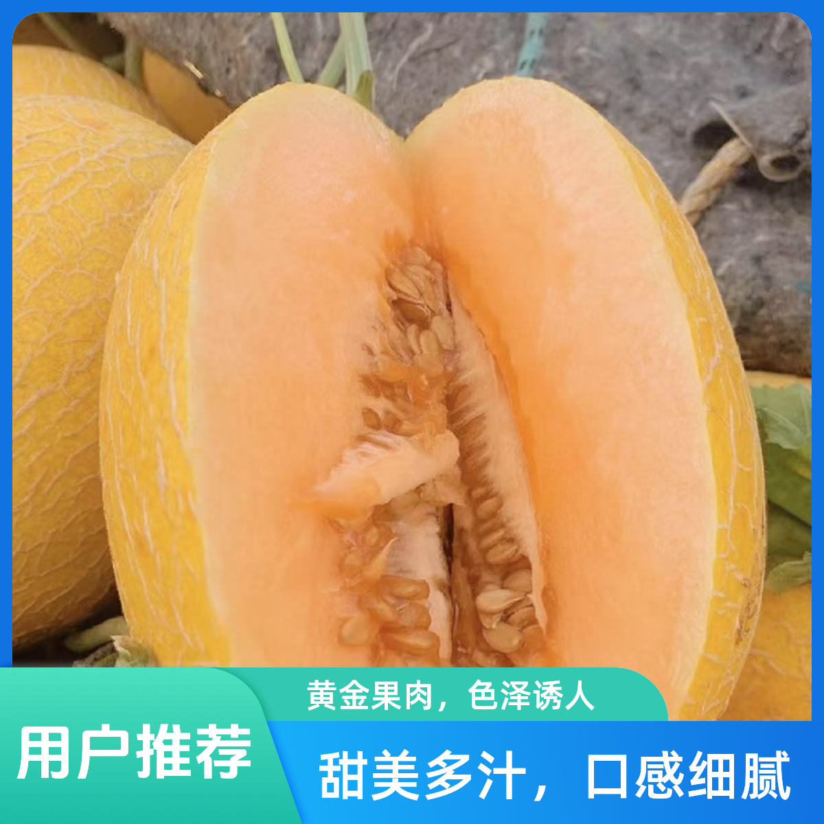 【脆甜哈密瓜】单果三斤左右    北海1号网纹哈密瓜口感脆甜爽口多汁