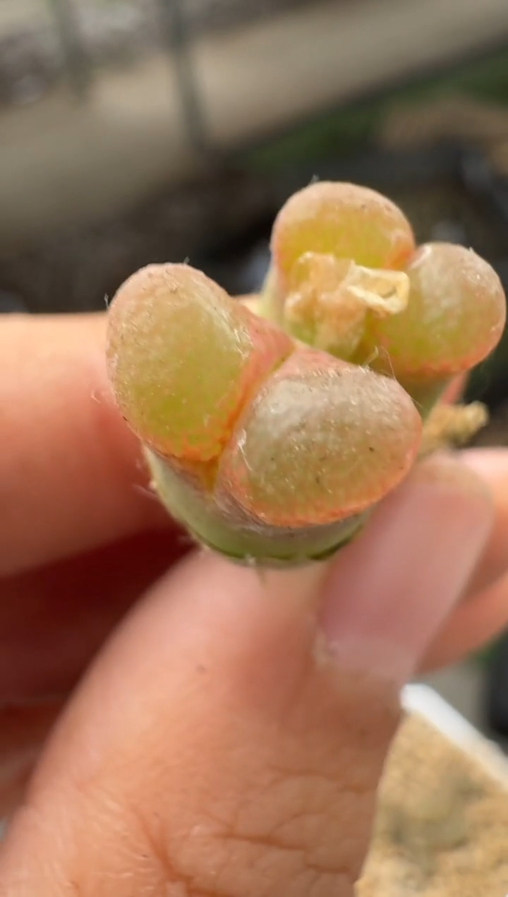 美丽的肉石头（25-31）-300腰子窗