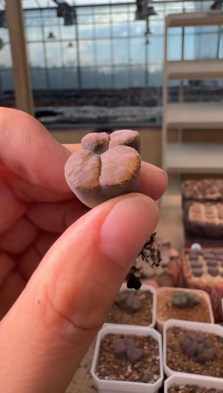  12-163多肉植物肉锥紫麒麟