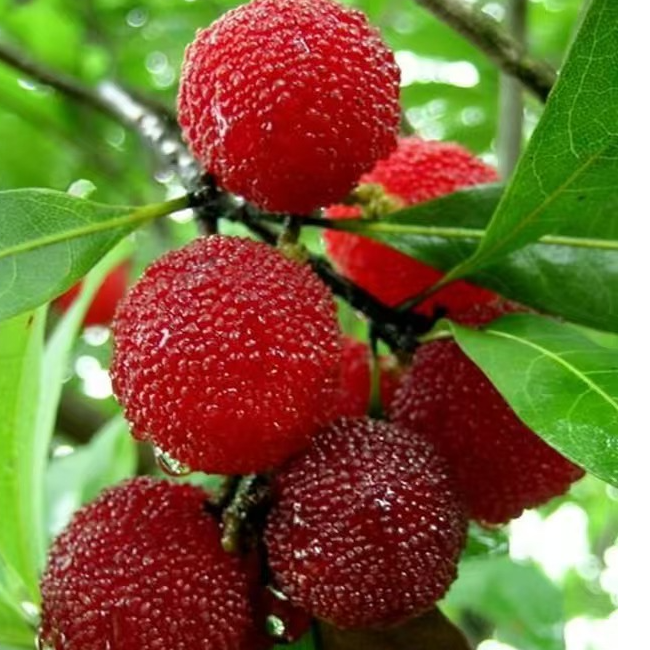 广西凤山杨梅土杨梅400克左右