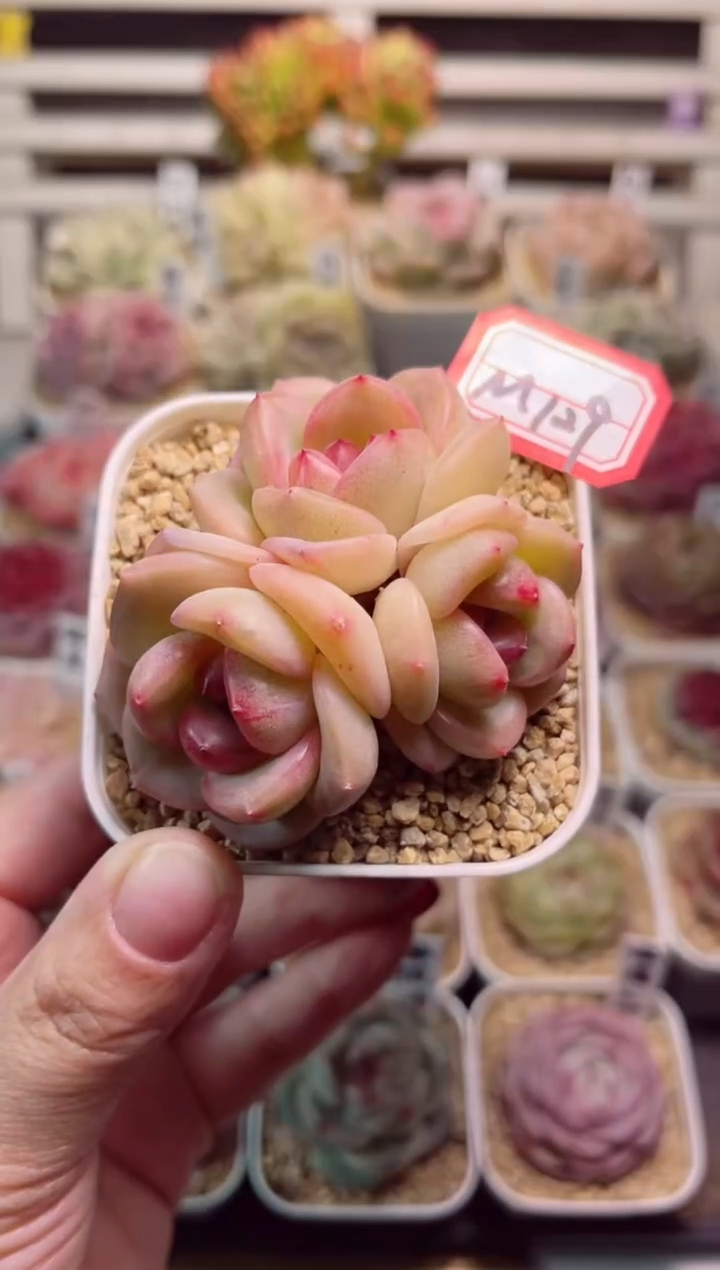 【闪购商品】M129月魄一物一拍