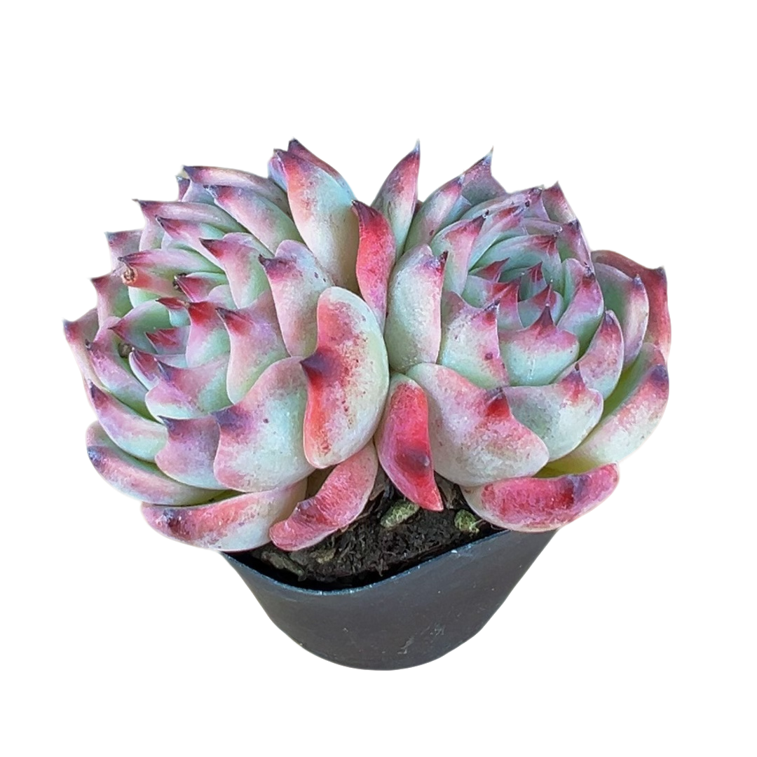 水蜜桃带盆7cm（多肉植物）满19.9包邮 云南基地源头直发新手好养