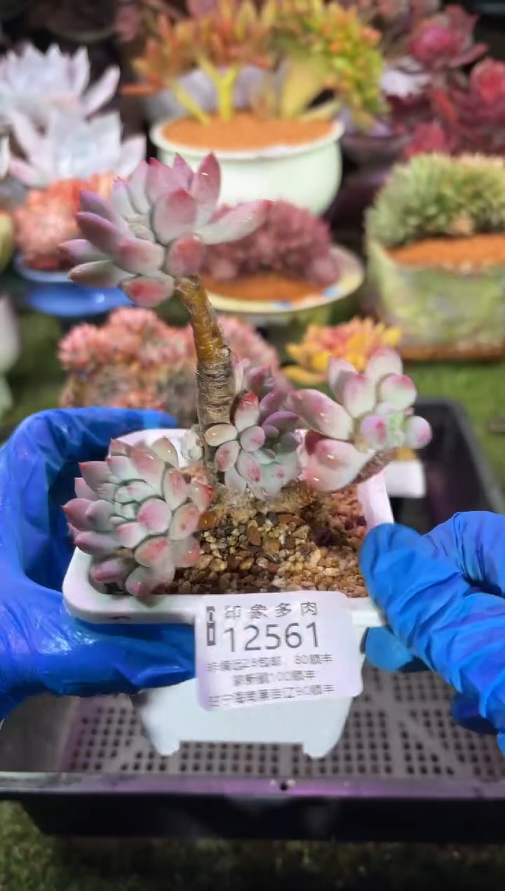 【闪购商品】12561