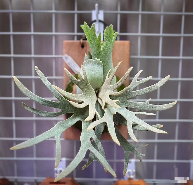 鹿角蕨组合套餐细菌玉女野银AKKI银鹿OMG