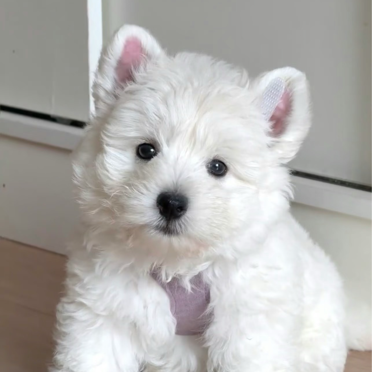 白骑士西高地幼犬选购诚意金
