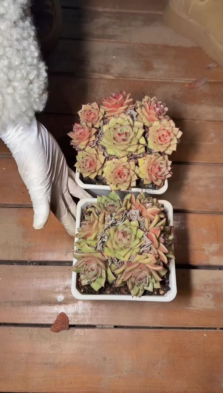 140#捧花蔷薇群（12-14cm）脱土