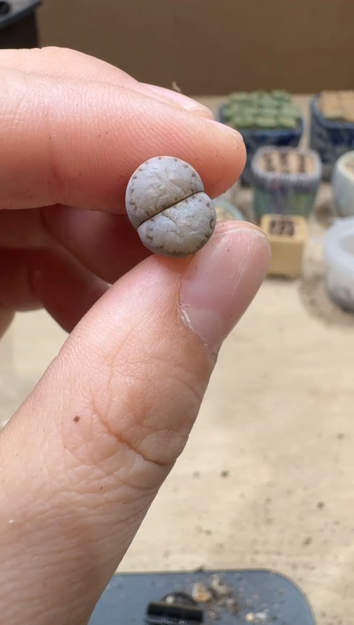 13-153多肉植物肉锥