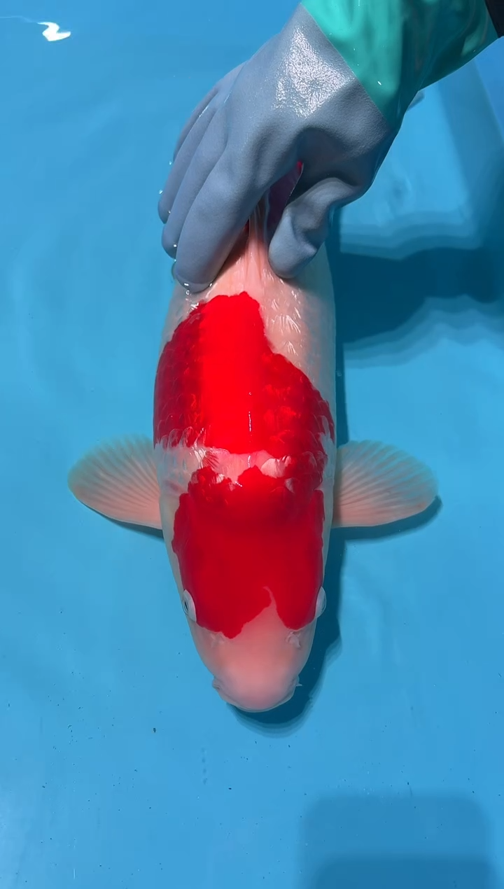 锦鲤你***逗银鳞红白 61cm