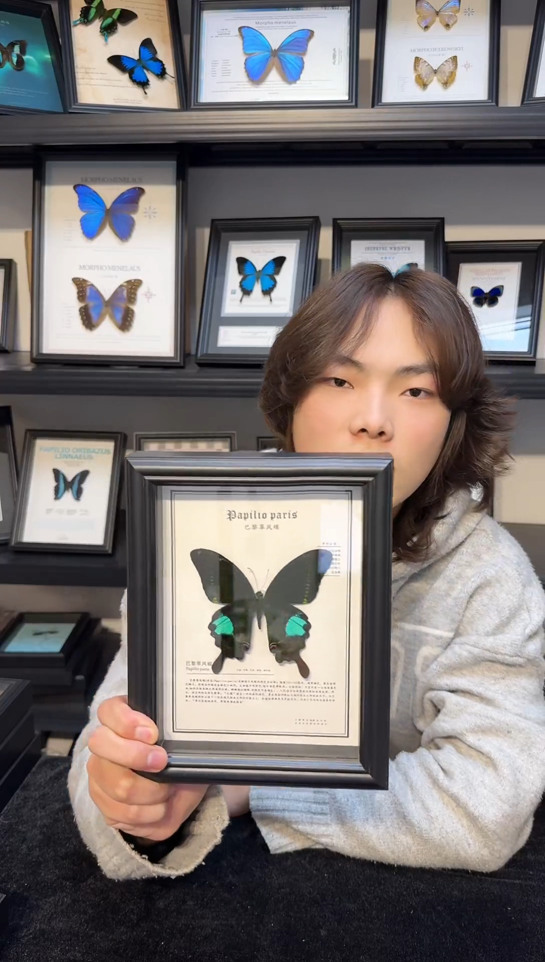 玻璃真实蝴蝶标本