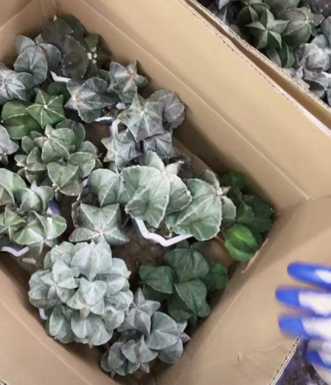 二妹园艺【 1颗   两头起老鸾凤玉   微瑕 】脱土随机发货