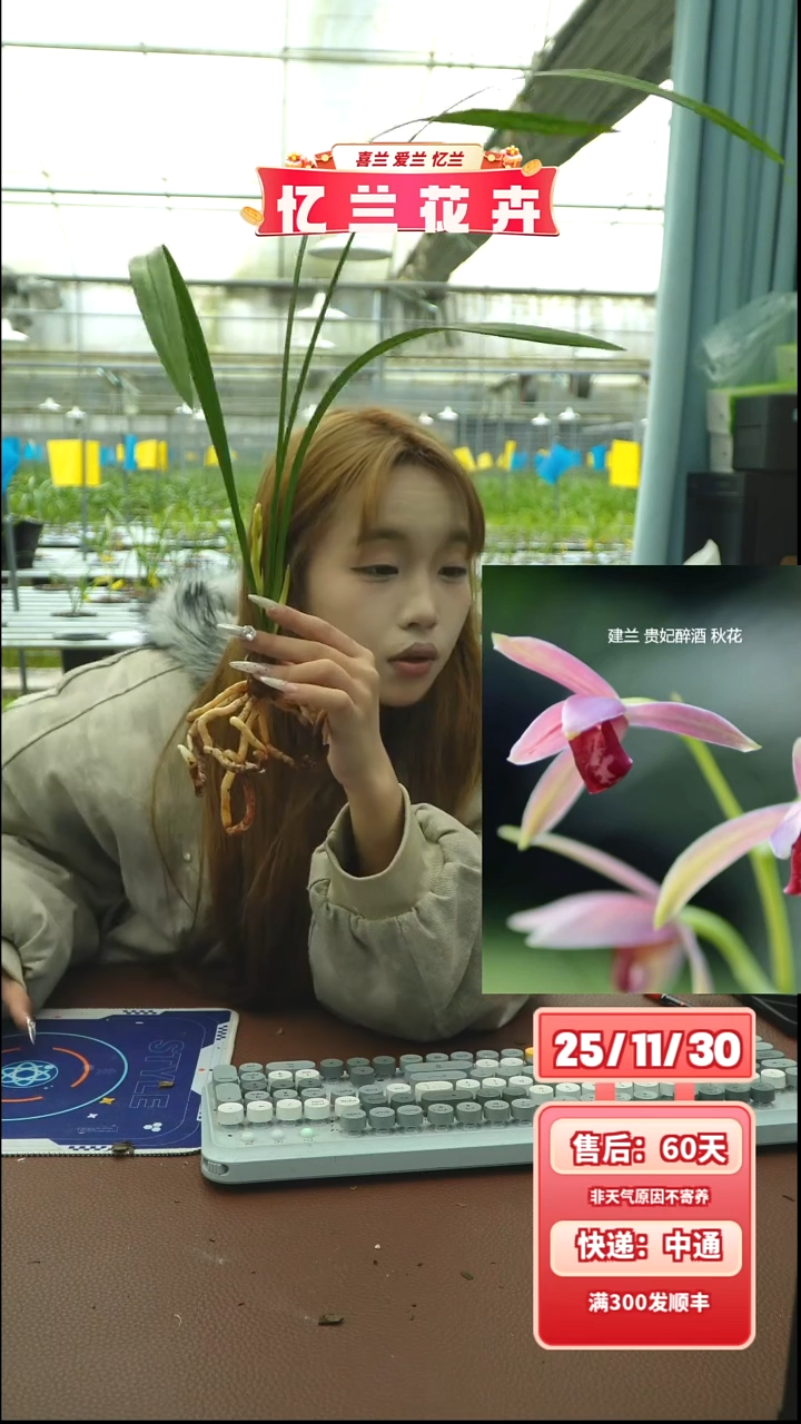 当前无花栽培后可以开花贵妃醉酒