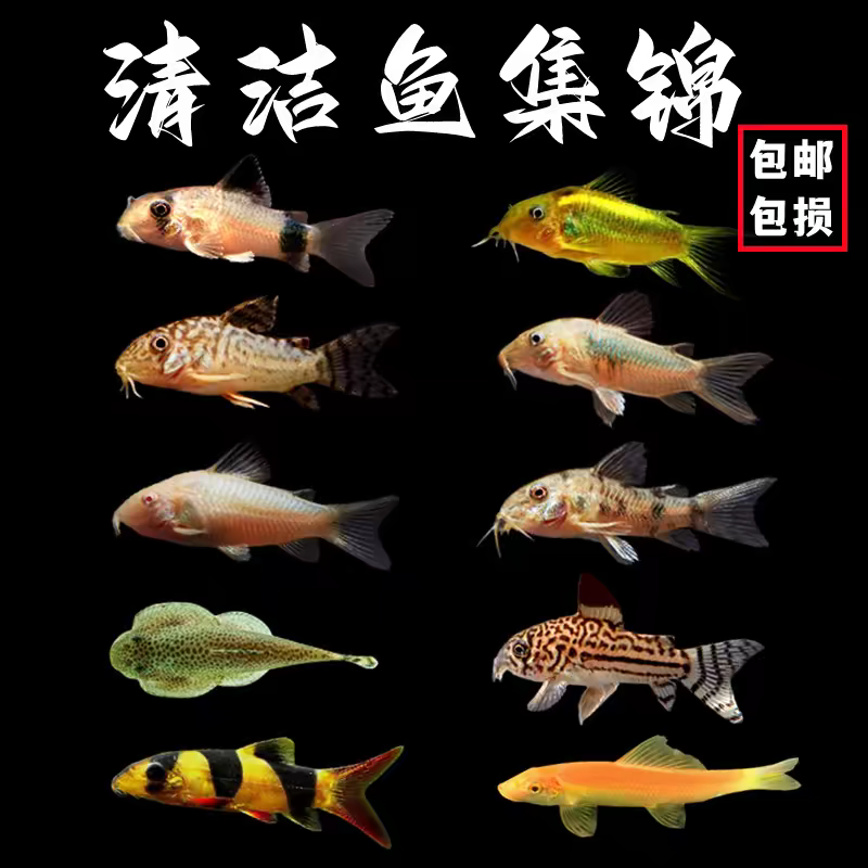 鼠鱼工具鱼清洁鱼清道夫白鼠熊猫鼠鼠胡子除藻热带淡水观赏鱼活体