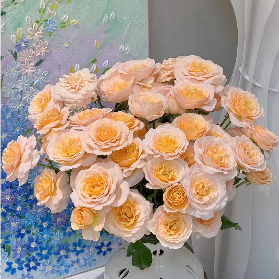 【云南鲜花】10枝（香芒起司）多头玫瑰    1单普通快递，2单以上顺丰