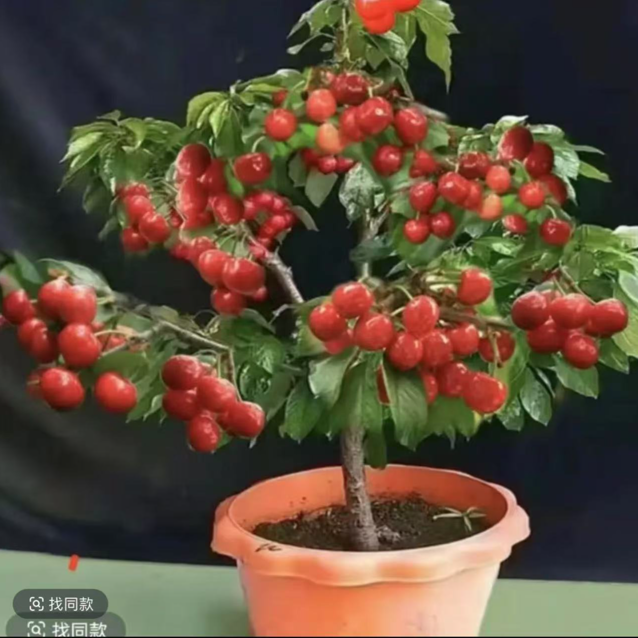 【原盆原土】正宗嫁接车厘子樱桃树苗南北方种植盆地栽栽种当年结果