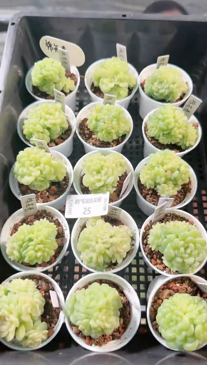 1224-25棉花卷多肉量拍任意发一颗群生不包整