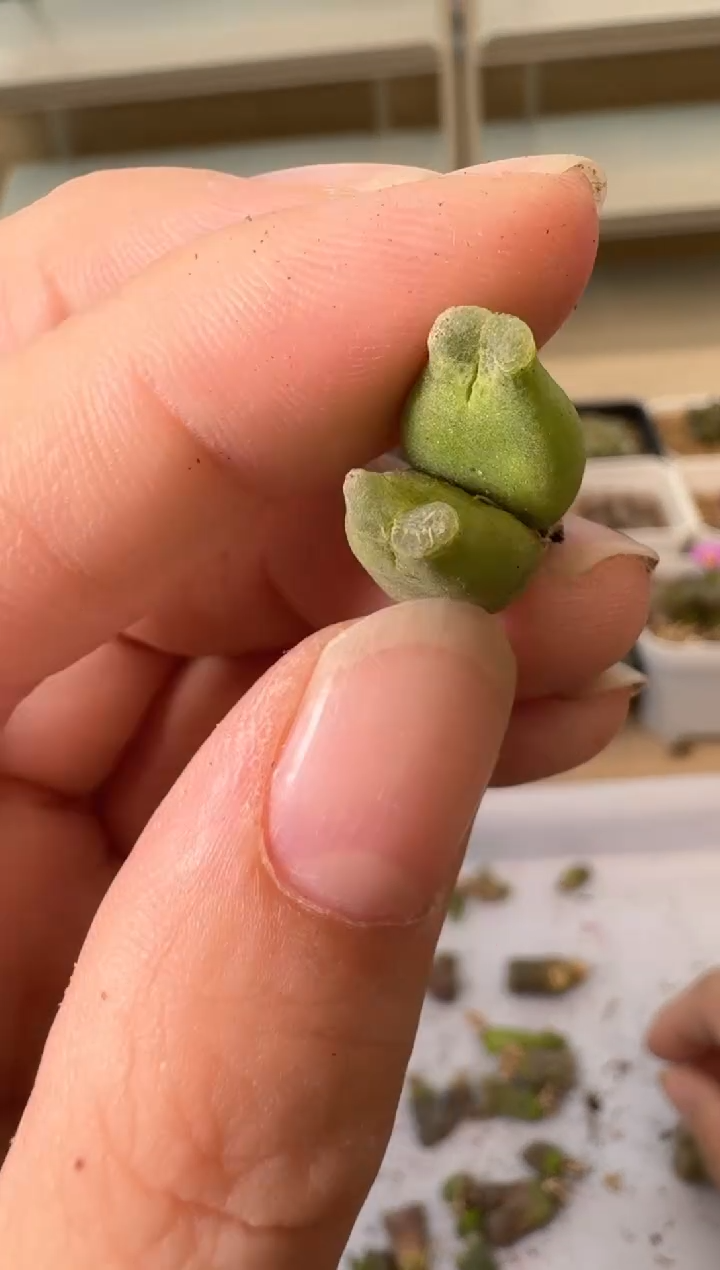 24-72多肉植物肉锥