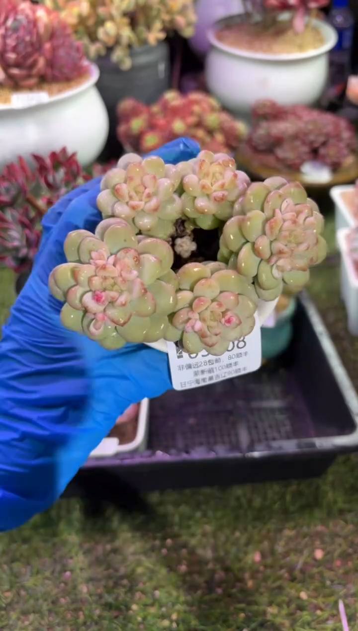 【闪购商品】05008脱土带盆