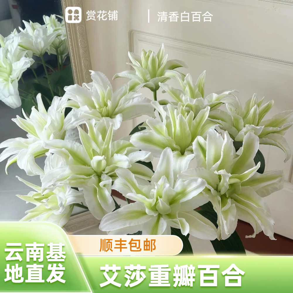 浪漫之星-艾莎多头重瓣百合