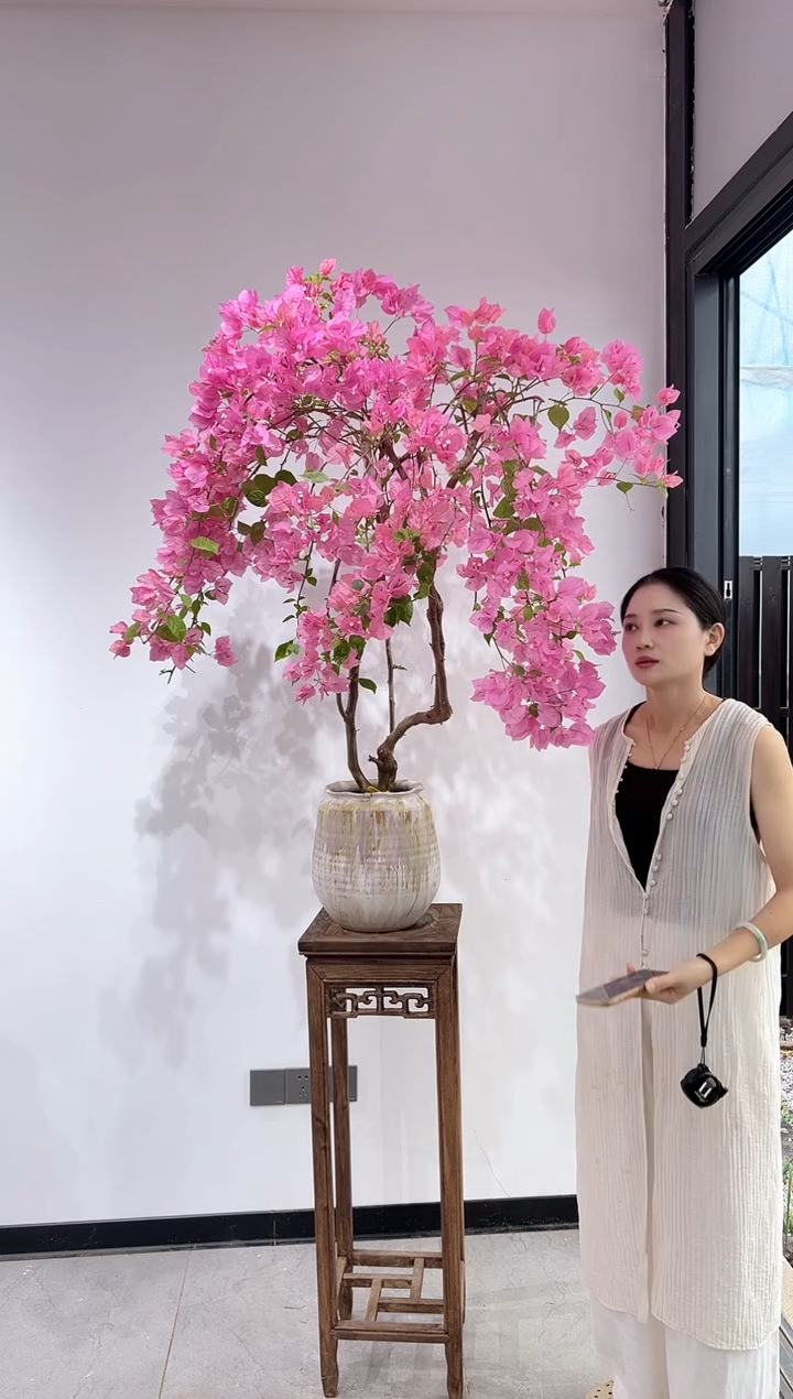 全部花朵开***儿三角梅老桩盆景