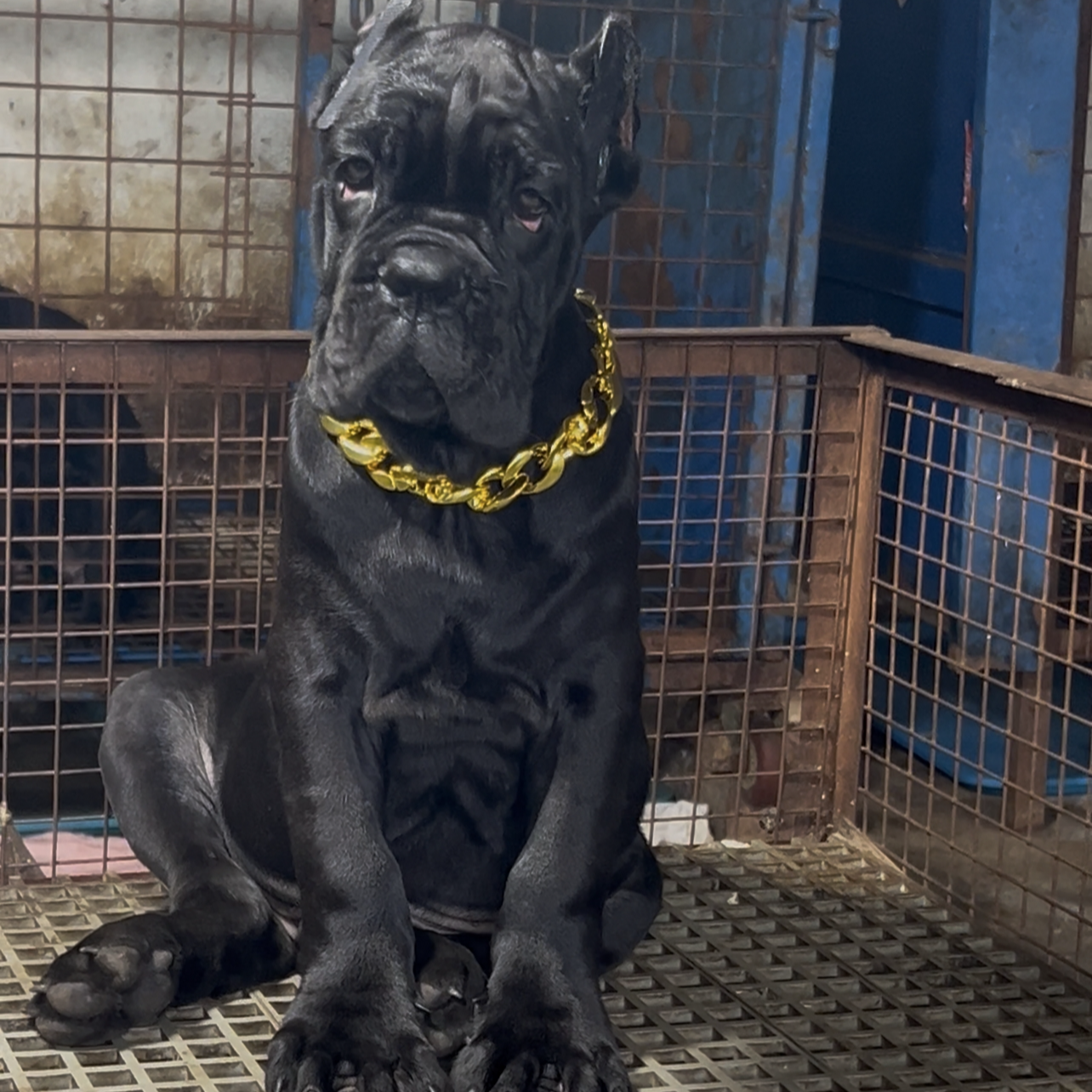 聚贤犬舍91麦小狗宠物狗活体链接