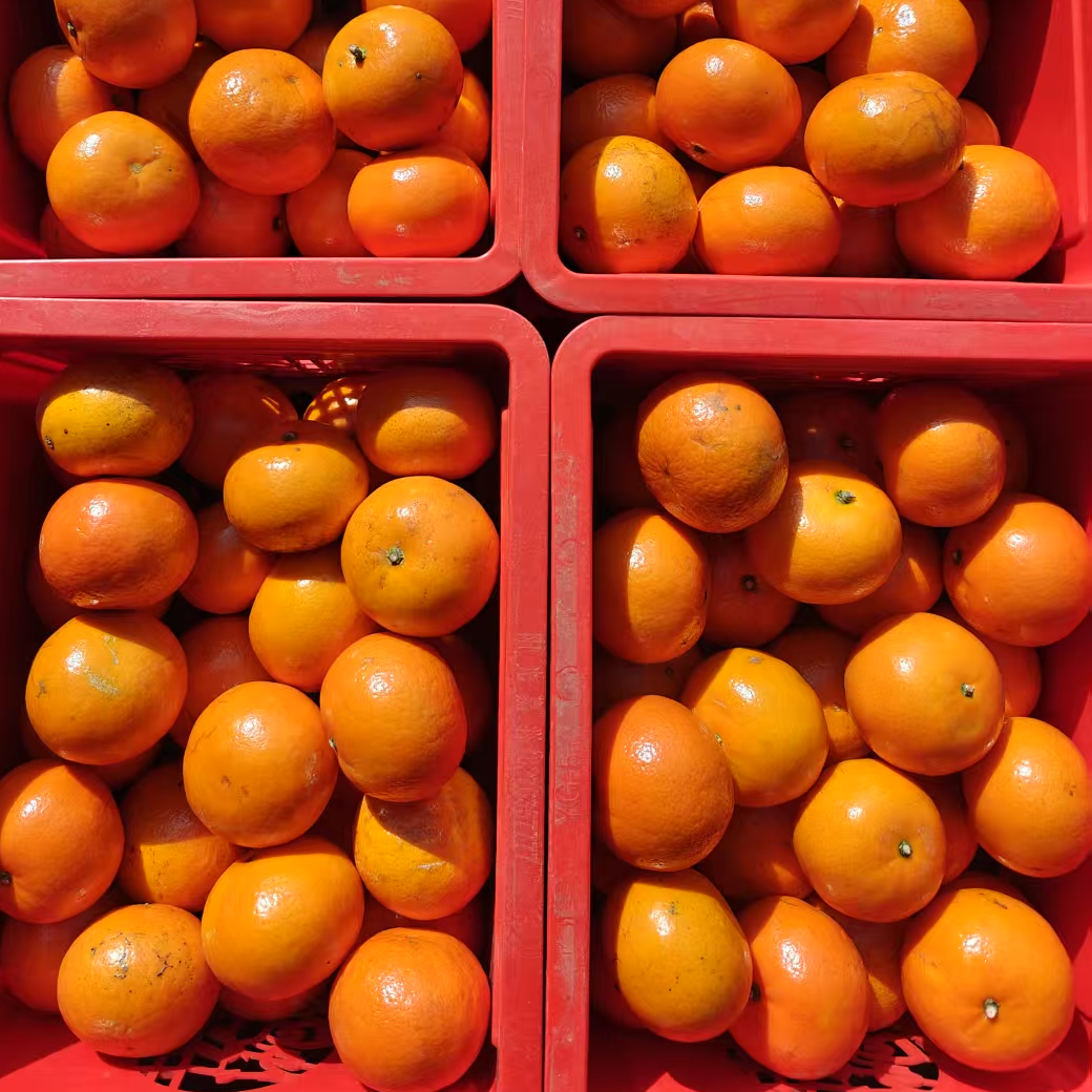 （新）好吃的纯甜沃柑礼盒一筐（净重6斤左右/箱）
