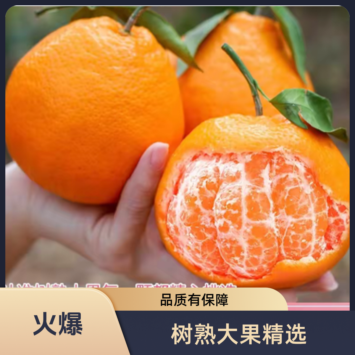 正宗四川耙耙柑 爆汁化渣无籽 果园现摘新鲜水果 当季鲜果T