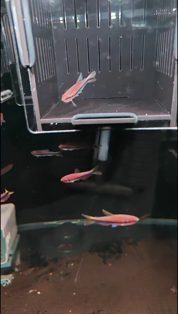 灯科鱼骏*骏斌电光毒药