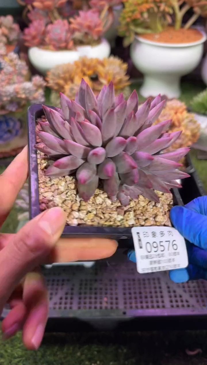 【闪购商品】09576