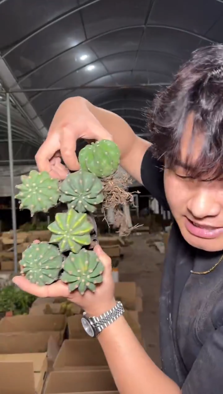 6颗 实生根 短毛丸 4-6cm