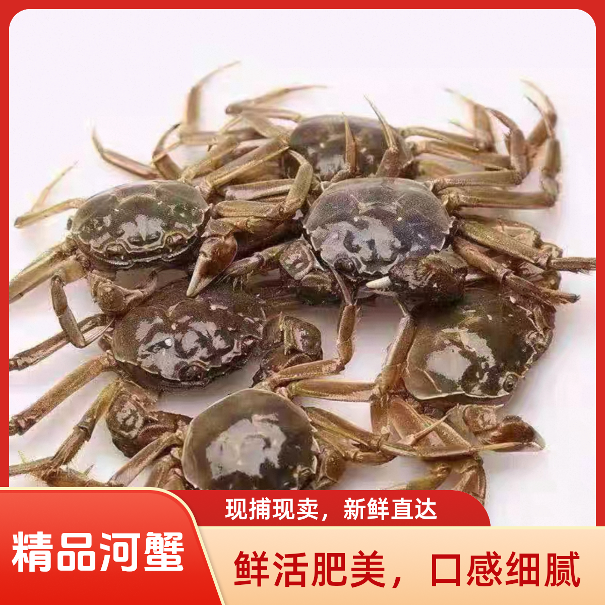 【精品河蟹20只】买十只送十只 一共20只 只只带黄  鲜活现捞香辣蟹顺丰包邮 现捞现发 0.8-1.0两