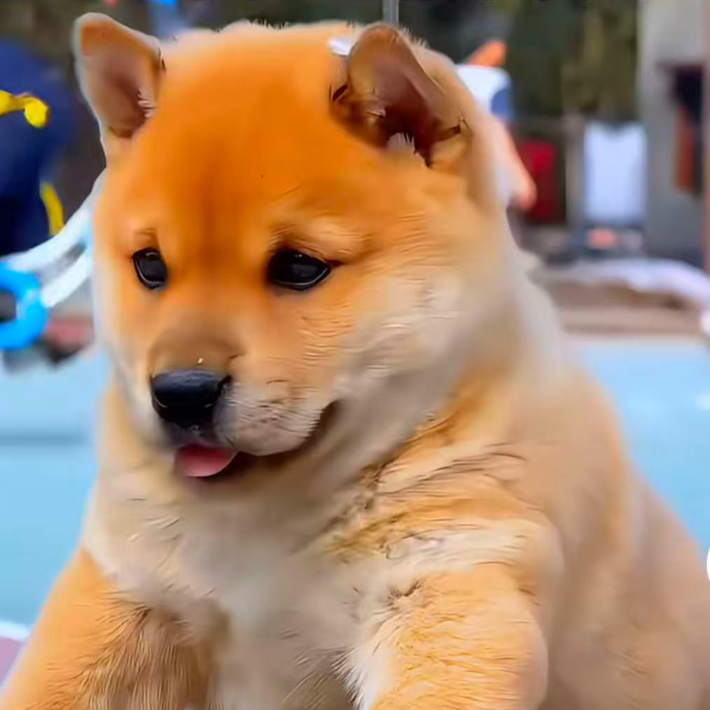 中华田园犬之唐狗 陪伴犬
