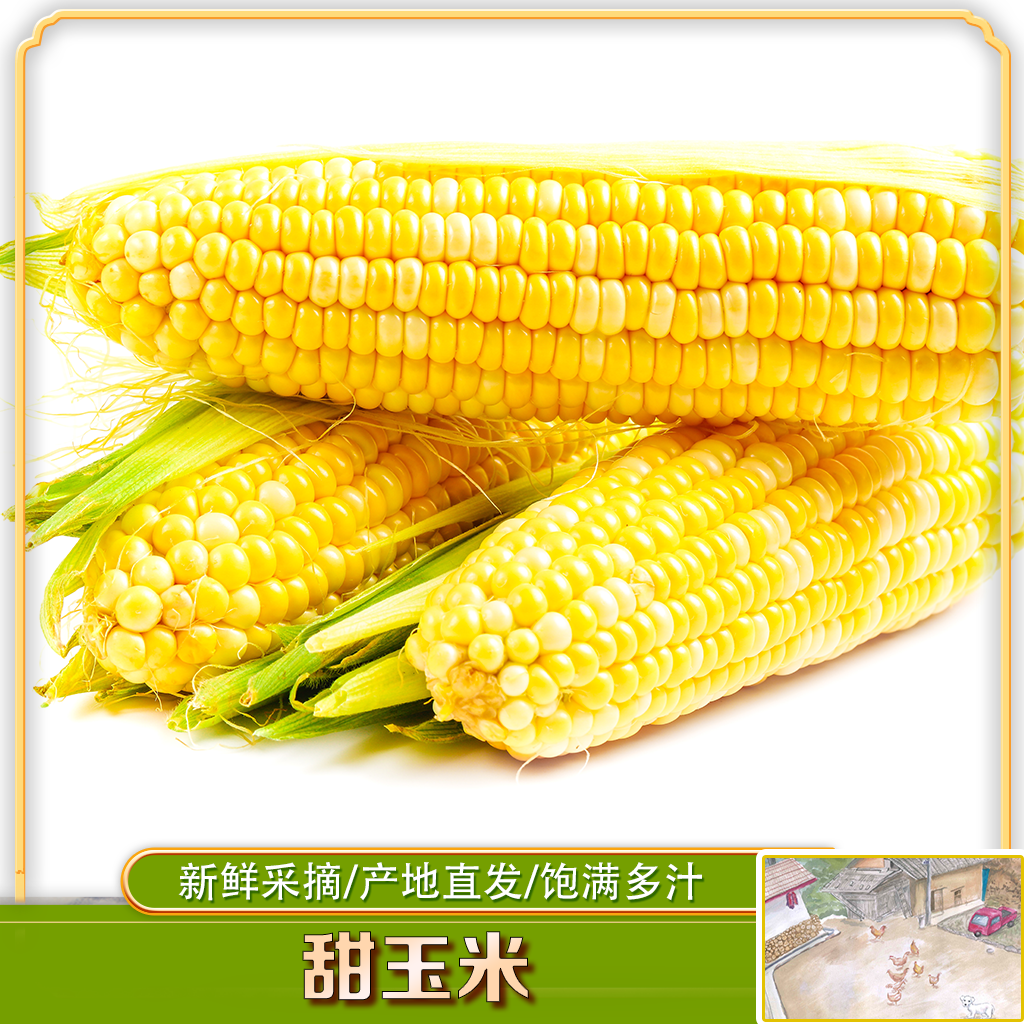 【珊姐推荐】湖北甜玉米 新鲜现摘  不可生食 新鲜蔬菜（顺丰包邮）
