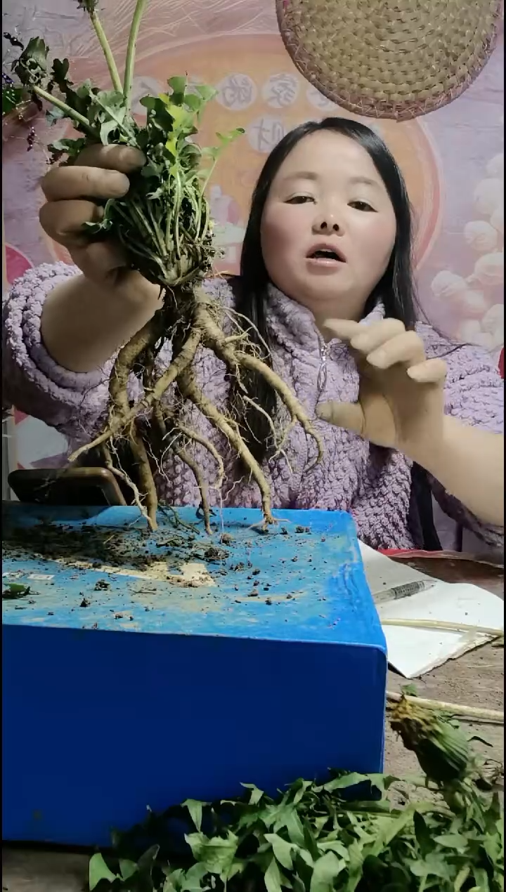 少量花朵（建议范围：2朵-5朵 或40%以下）海**海蒲公英