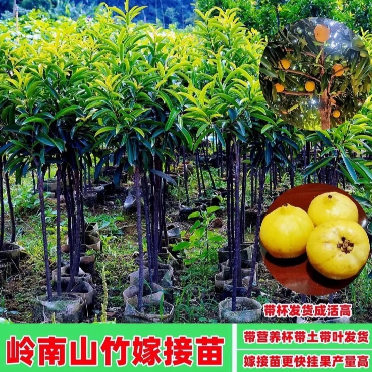 精品岭南黄金山竹苗盆栽地栽