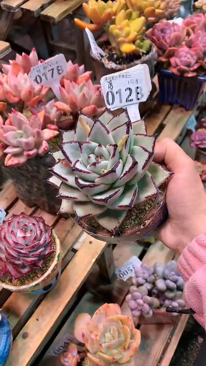 【闪购商品】012BBB