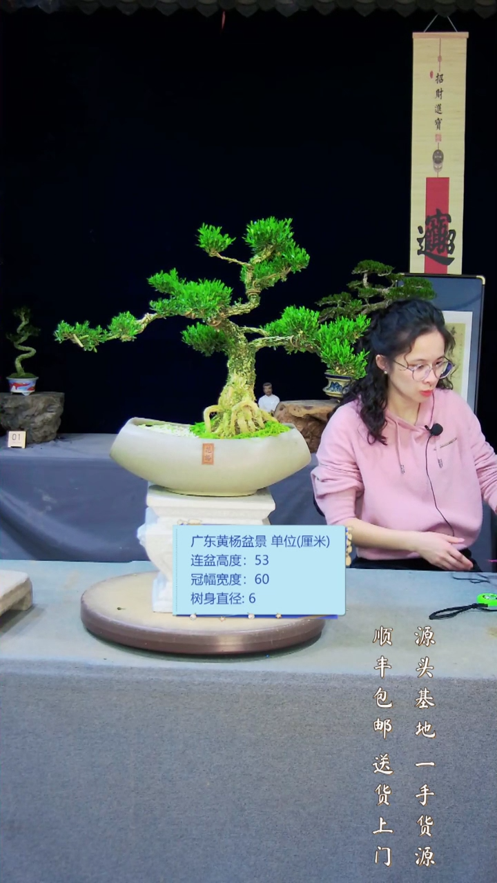 【闪购商品】雀舌黄杨盆景雀舌黄杨盆景