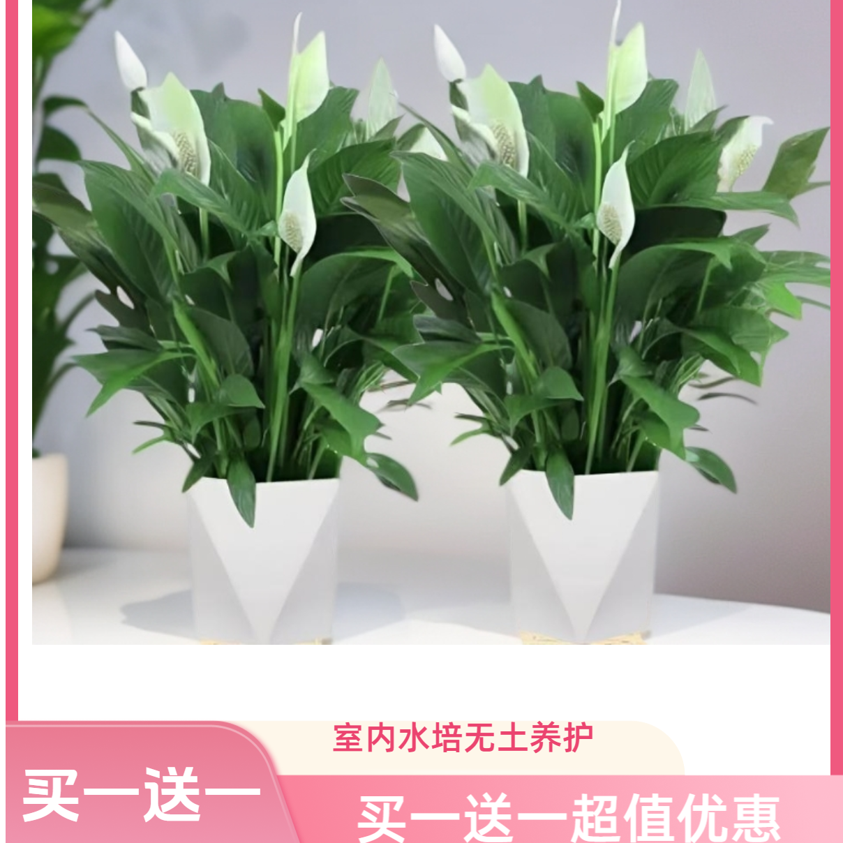 白掌【买一送一】盆栽一帆风顺花卉植物室内水培绿植办公室