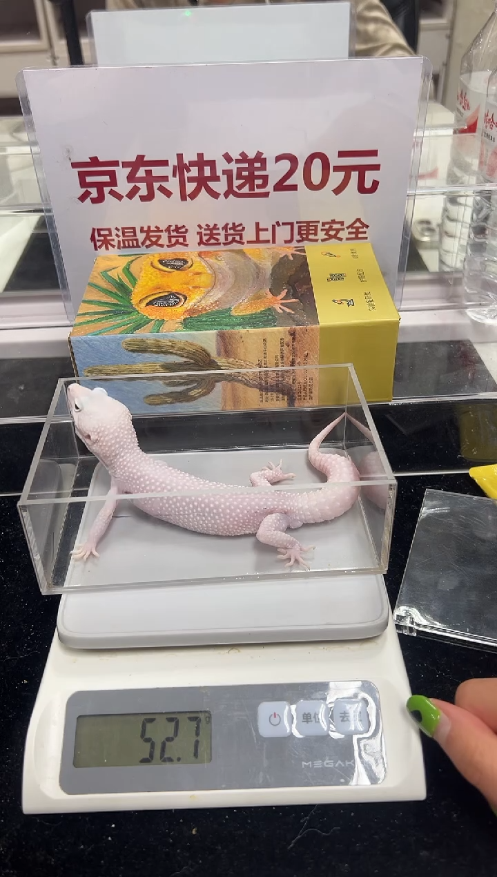 豹纹守宫073豹纹守宫