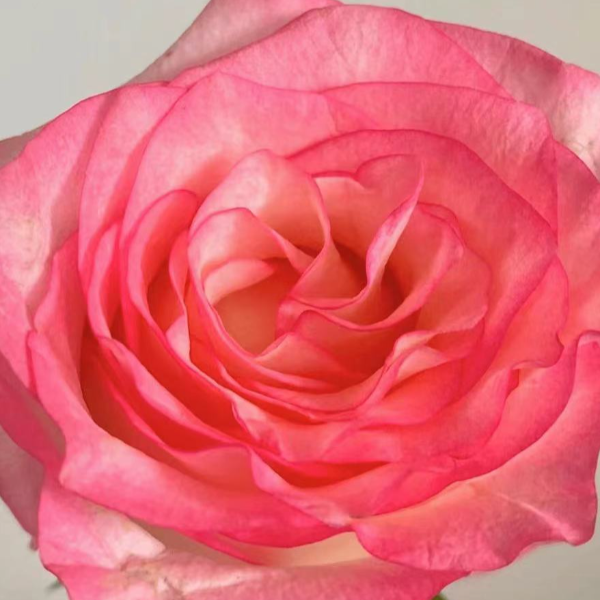 【艾莎5支+百合5朵+粉玫瑰5支+配草】