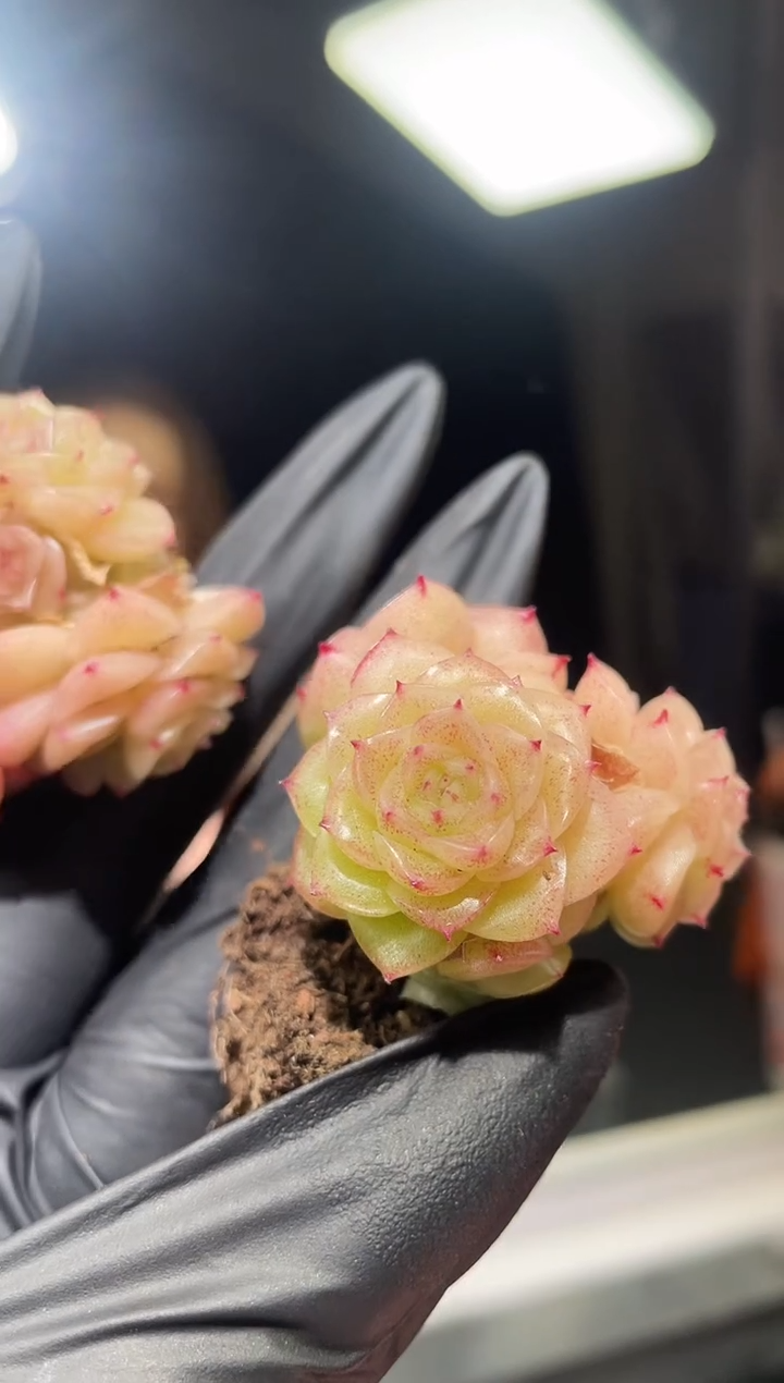 闪购788  天命色一颗   